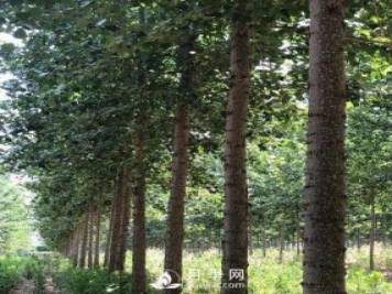 河南周口：培育出不飞絮的杨树新品种