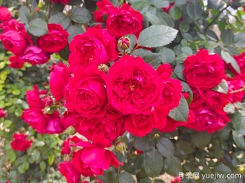 6款红色系的藤本月季品种，适合打造网红花墙