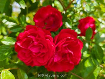 月季红木香爆花机器，花艳丽花量大花期长