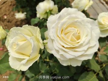 十一朵白玫瑰的花语和寓意